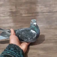 کفتر.پلاکی|پرنده|قدس, شهرقدس|دیوار