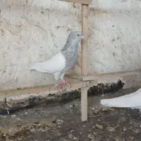 نروماده کله الماسی|پرنده|قم, شهرک فاطمیه|دیوار