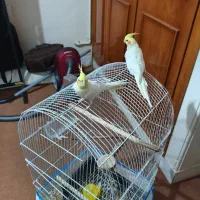 دو عدد عروسی هلندی نر و یک ماده|پرنده|شاهینشهر, حافظ شمالی|دیوار