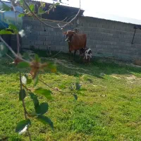 حیوانات و مزرعه|حیوانات مزرعه|شیروان (خراسان), |دیوار