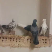 کبوتر زینتی