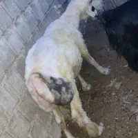 دام