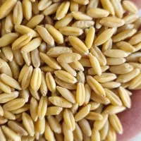 بذر گندم و جو  دیم و آبی و جو دامی|خدمات باغبانی و درختکاری|سمیرم, |دیوار