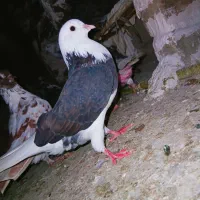 کبوتر پرشی|پرنده|مزرعه کتول, |دیوار