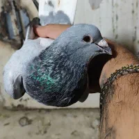 پرنده|پرنده|کیانشهر, |دیوار