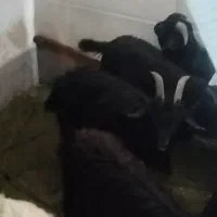 ۵ راس کهره نر