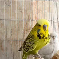 مرغ عشق انگلیسی a|پرنده|تهران, قیطریه|دیوار