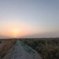 پسته اکبری خیس تازه امسالی ارسال به سراسر ایران|حراج|اصفهان, ابر|دیوار