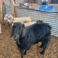 باسلام دوعدد نری چاق|حیوانات مزرعه|کرمان, |دیوار