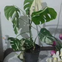 گل مانسترا تریکالر