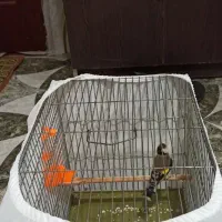 سهره اس عطیقه|پرنده|تهران, مسعودیه|دیوار