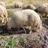 میش ورک|حیوانات مزرعه|دره شهر, |دیوار