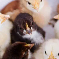 فروش عمده جوجه بومی دورگه مستقیم از کارخانه|حیوانات مزرعه|تهران, جوادیه|دیوار