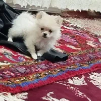 پامر روباهی