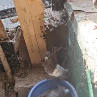 کله‌زر|پرنده|بستان آباد, |دیوار