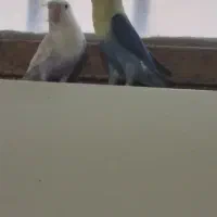 طوطی کوتوله|پرنده|زاهدان, |دیوار