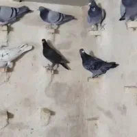 28تا کبوتر پلاکی پرشی|پرنده|داراب, |دیوار