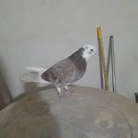 کفتر شازده پرشی