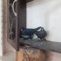 جوجه و کفتر