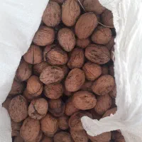 گردو