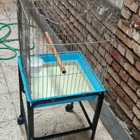 دو عدد قفس بزرگ کاسکو و طوطی