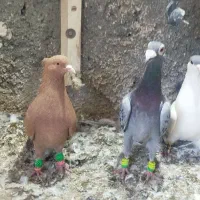 کفتر|پرنده|ملک‌آباد, |دیوار