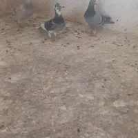 کبوترپرشی|پرنده|قزوین, |دیوار