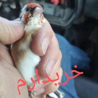 سهره چونه نر و ماده