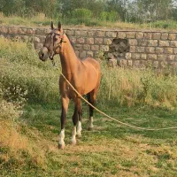 اسب ترکمن آخال|اسب و تجهیزات اسب‌سواری|زنجان, |دیوار