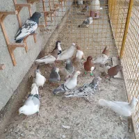 16عددکفتررنجرپرشی