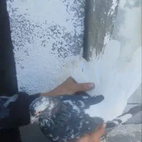 فروش تعدادی کبوتر سرور