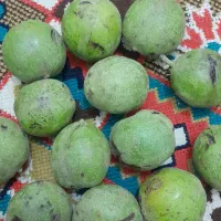 گردو