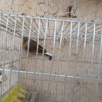 سهره قناری دهن سهره