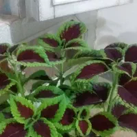 وسایل خونه|گل و گیاه طبیعی|ایوان, |دیوار