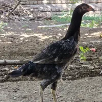 مرغ لاری طوسی پرمرغی