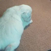 سگ پیکینیز امپریال اصیل|سگ|چابکسر, |دیوار