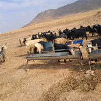 بز میش بره|حیوانات مزرعه|اصفهان, تیران|دیوار