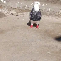 یک جفت طوقی نر