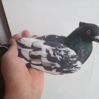 کبوتر سینه ای و کاشانی