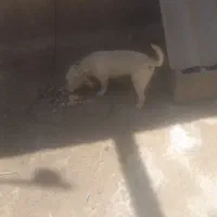 سگ پاکوتا|سگ|زبرخان, |دیوار