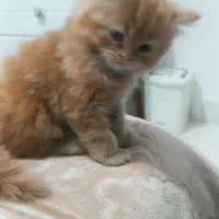 وگذرای گربه پرشین غیر رایگان