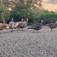 فروش بوقلمون ماده محلی|حیوانات مزرعه|قلعه شاهین, |دیوار