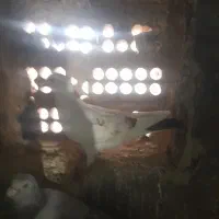 طوقی سالم هرسه تاشون سالم پشتی سالم با جوه چپ خراب
