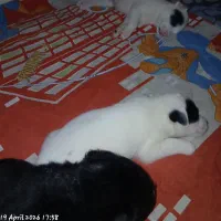 توله چیواوا اشپیتز و پامر اشپیتز