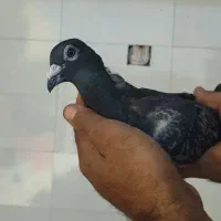 کبوتر پلاکی|پرنده|اهواز, امانیه|دیوار