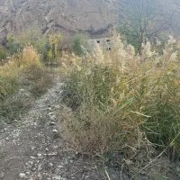 ۲۵۰ متر زمین داخل بافت در جاده هراز آب وهوای خنک|فروش زمین و ملک کلنگی|گزنک, |دیوار