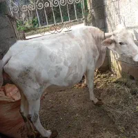 دوراس گاو آبستن