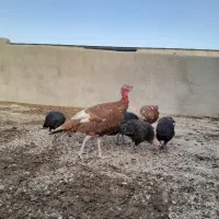 بوقلمون محلی و بوربون|حیوانات مزرعه|درگزین, |دیوار