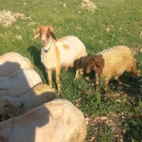 معاوضه بره نر با گوسفند جوان