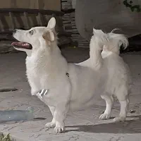 واگذاری رایگان سگ